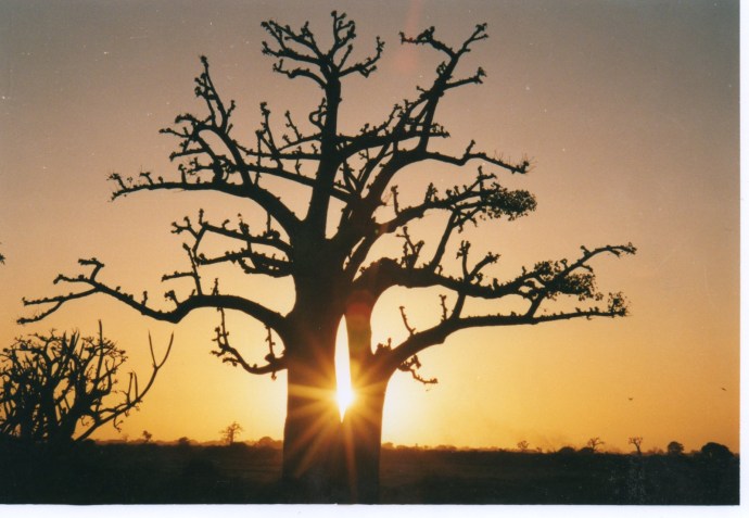 Baobab-au-coucher-de-soleil