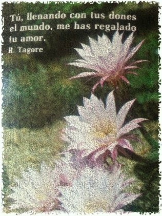 postal cole por delante