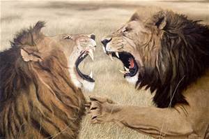 dos leones peleando