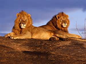 leones